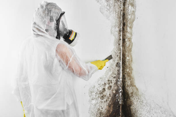 Best Bathroom Mold Remediation in Ruston, WA