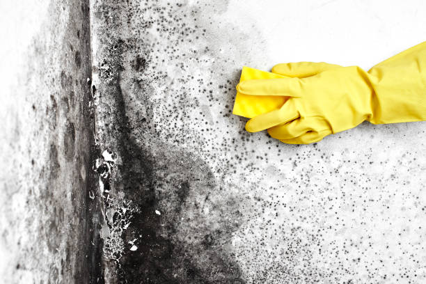 Best Mold Testing and Inspection Services in Ruston, WA