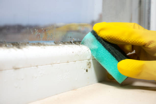 Best Residential Mold Remediation in Ruston, WA