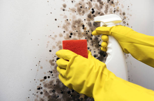 Best Kitchen Mold Remediation in Ruston, WA