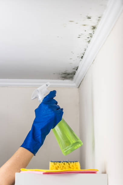 Trusted Ruston, WA Mold Remediation Experts